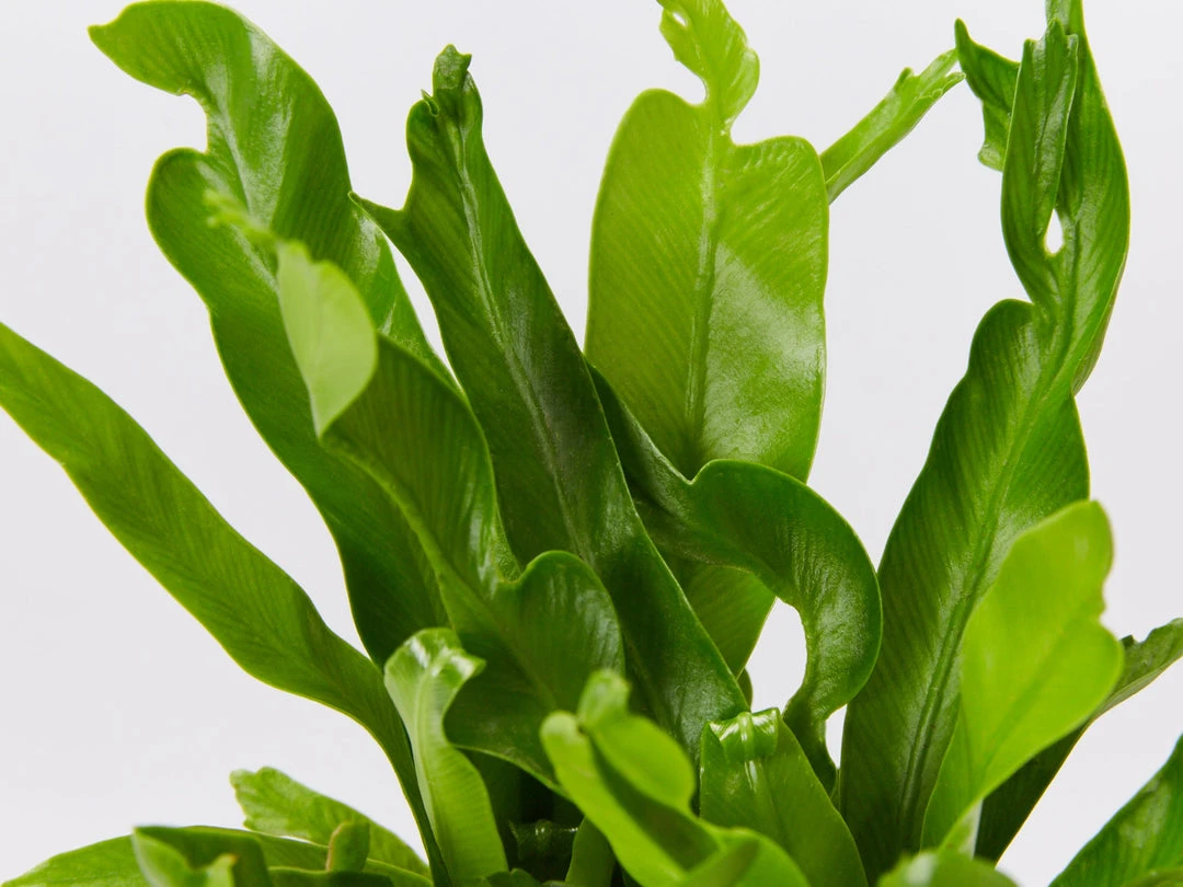 Indoor Garden Asplenium Antiquum Crissie Crested Birds Nest Fern Narrow Spaces 8 Indoor Garden Asplenium Antiquum Crissie Crested Birds Nest Fern Narrow Spaces