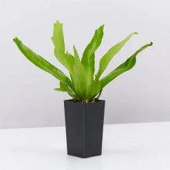 Indoor Garden Asplenium Antiquum Crissie Crested Birds Nest Fern Narrow Spaces 11 Indoor Garden Asplenium Antiquum Crissie Crested Birds Nest Fern Narrow Spaces