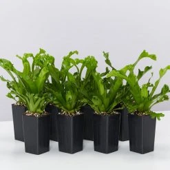 Indoor Garden Narrow Spaces Asplenium Antiquum Leslie