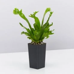 Indoor Garden Narrow Spaces Asplenium Antiquum Leslie