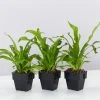 Indoor Garden Narrow Spaces Asplenium Antiquum Crissie 85mm