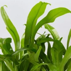 Indoor Garden Asplenium Antiquum Crissie Crested Birds Nest Fern Narrow Spaces