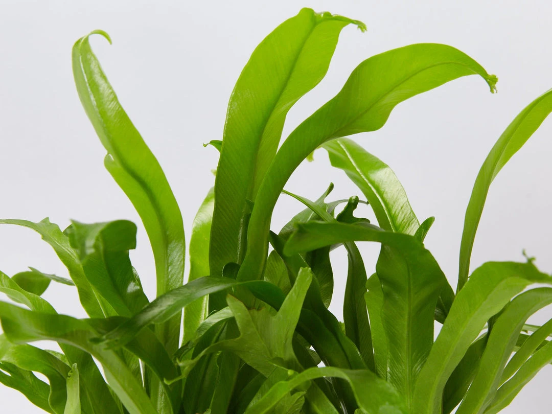 Indoor Garden Asplenium Antiquum Crissie Crested Birds Nest Fern Narrow Spaces 4 Indoor Garden Asplenium Antiquum Crissie Crested Birds Nest Fern Narrow Spaces