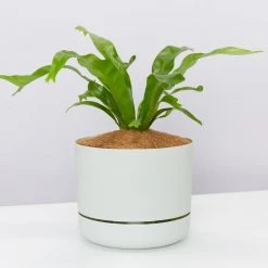 Indoor Garden Narrow Spaces Asplenium Antiquum Crissie 85mm