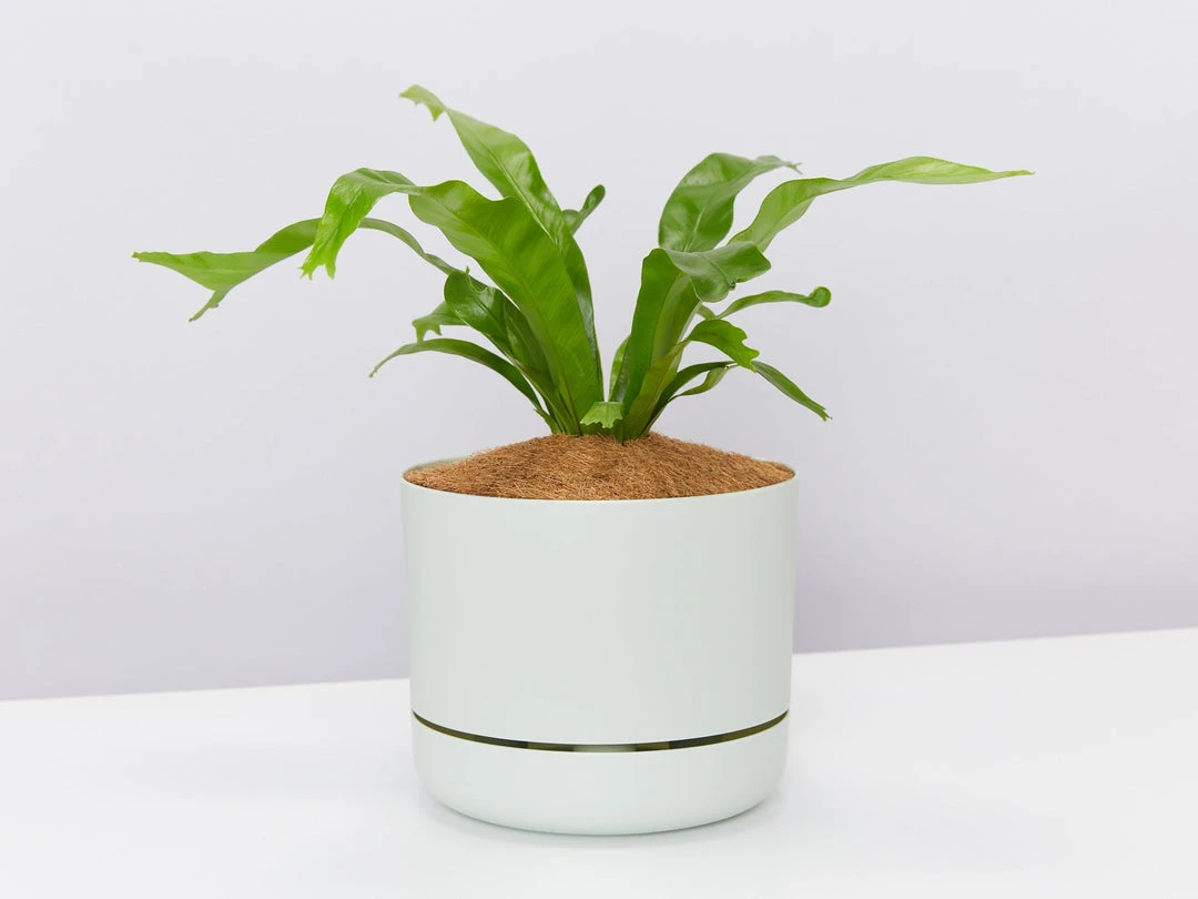 Indoor Garden Asplenium Antiquum Crissie Crested Birds Nest Fern Narrow Spaces 5 Indoor Garden Asplenium Antiquum Crissie Crested Birds Nest Fern Narrow Spaces