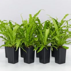 Indoor Garden Asplenium Antiquum Victoria Narrow Spaces