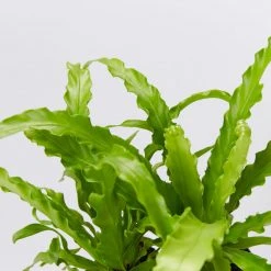 Indoor Garden Asplenium Antiquum Victoria Narrow Spaces