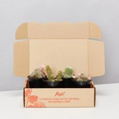 Plants In A Box Full Sun LECA + Large Cactus Bowl Kit