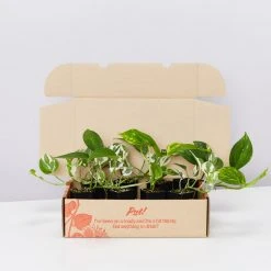 Indoor Garden Plant Packs Pothos Mixed Houseplant Pack