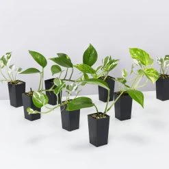 Indoor Garden Plant Packs Pothos Mixed Houseplant Pack