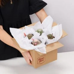 Elho Plant + Pot Multi Packs Mini Eco Gifting Pots With Cacti