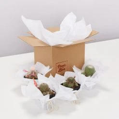 Elho Plant + Pot Multi Packs Mini Eco Gifting Pots With Cacti