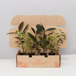 Indoor Garden Assorted Ficus Pack Plant Packs