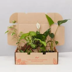 Indoor Garden Easy Care Plants Assorted Pack Of Houseplants ???? *Pick Your Own
