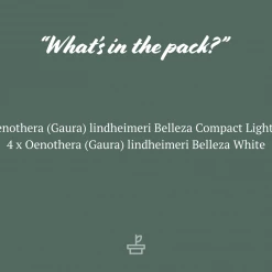 Shrubs Gaura Assorted Pack 12 Shrubs Gaura Assorted Pack
