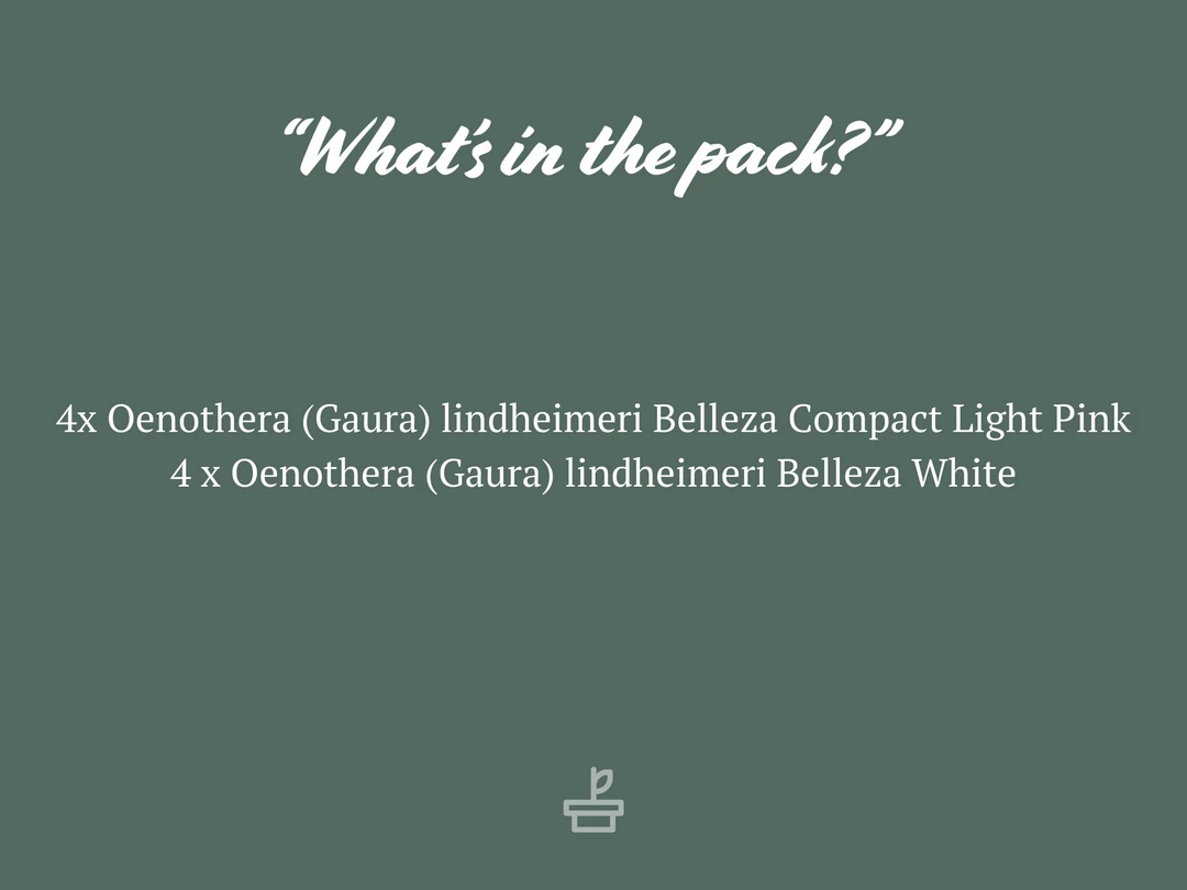 Shrubs Gaura Assorted Pack 6 Shrubs Gaura Assorted Pack