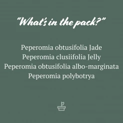 Indoor Garden Pet-friendly Indoor Plants All About Peperomia Pack