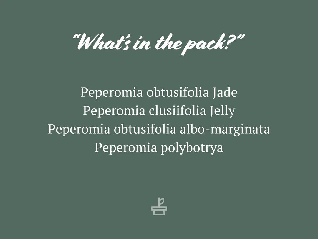 Indoor Garden Pet-friendly Indoor Plants All About Peperomia Pack 4 Indoor Garden Pet-friendly Indoor Plants All About Peperomia Pack