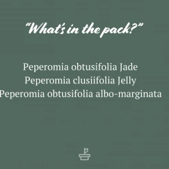 Indoor Garden All About Peperomia Pack - Larger Plants Pet-friendly Indoor Plants