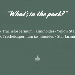 Shrubs Ground Covers Mixed Jasmine Pack