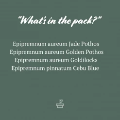 Indoor Garden Plant Packs Pothos Mixed Houseplant Pack