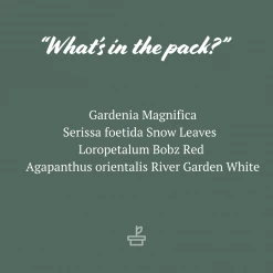 Shrubs Climbing Plants She's All That - The Flowering Pack