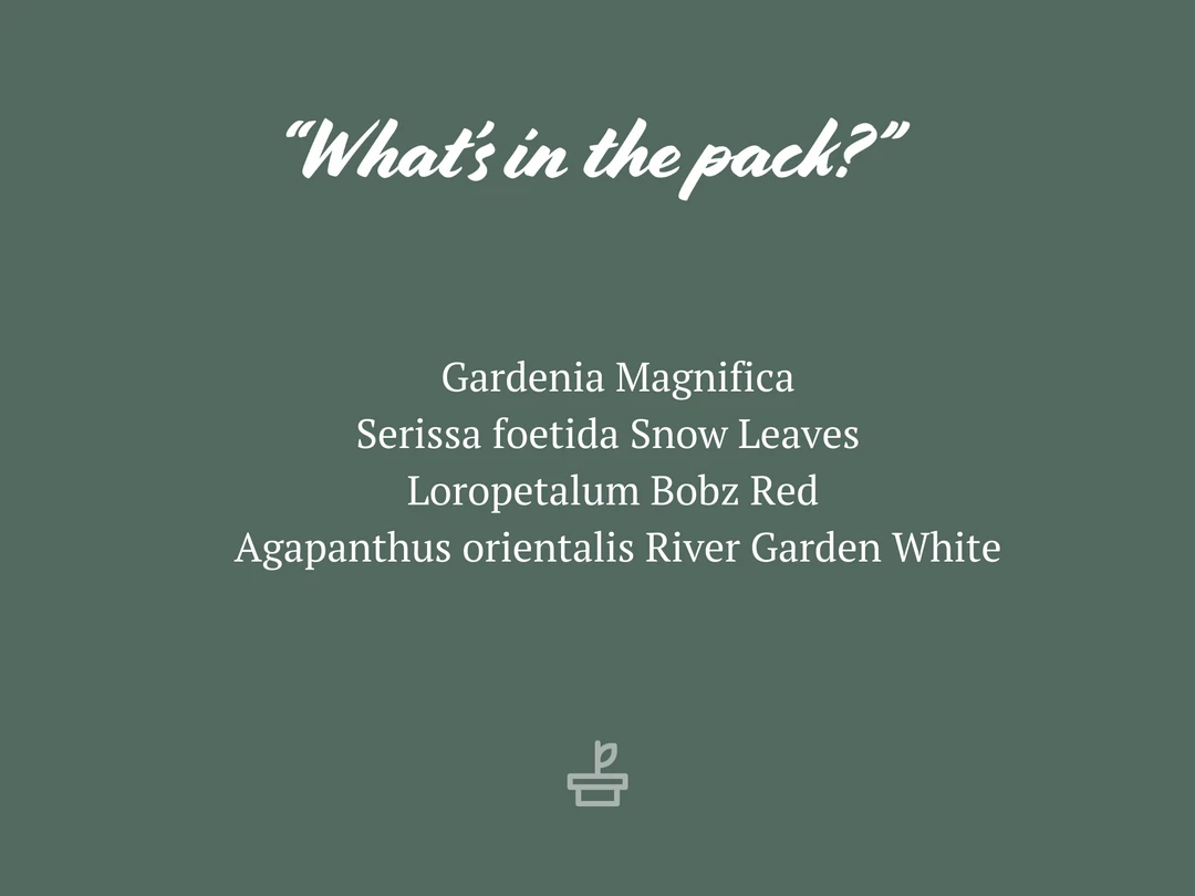 Shrubs Climbing Plants She's All That - The Flowering Pack 4 Shrubs Climbing Plants She's All That - The Flowering Pack