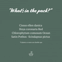 Indoor Garden Hanging Basket Pack - Indoor Assorted