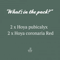 Indoor Garden Climbing Plants Assorted Hoya Plant Box