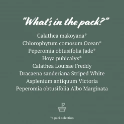 Indoor Garden Child Friendly Indoor Plants Pack Easy Care Plants