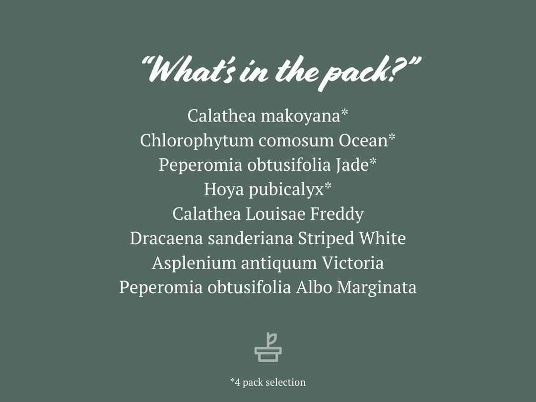 Indoor Garden Child Friendly Indoor Plants Pack Easy Care Plants 4 Indoor Garden Child Friendly Indoor Plants Pack Easy Care Plants