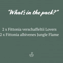 Indoor Garden Ground Covers Assorted Box Of Nerve Plants - Fittonia