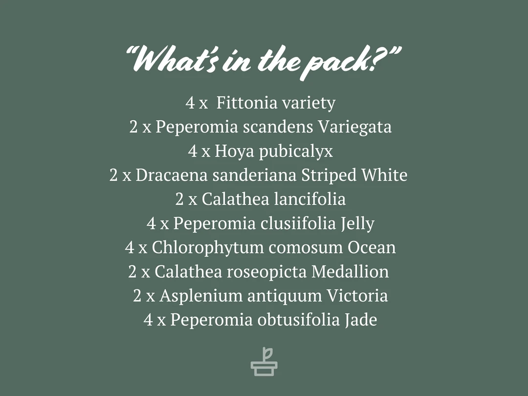 Indoor Garden The Teachers Classroom Houseplant Pack 4 Indoor Garden The Teachers Classroom Houseplant Pack