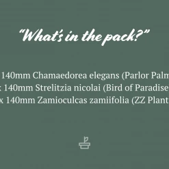 Shrubs Screening Plants The Easy Care Plant Pack - Trio 14 Shrubs Screening Plants The Easy Care Plant Pack - Trio