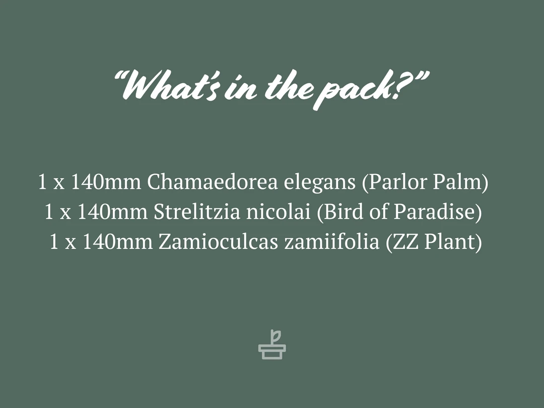 Shrubs Screening Plants The Easy Care Plant Pack - Trio 6 Shrubs Screening Plants The Easy Care Plant Pack - Trio