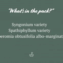 Indoor Garden Assorted Indoor Plants Pack - Larger Plants