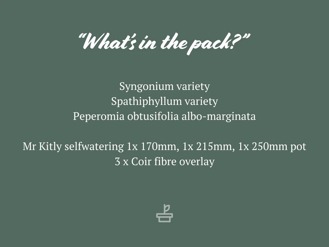 Indoor Garden Mr Kitly 3 Plants & 3 Assorted Sized Pots Plant Packs 4 Indoor Garden Mr Kitly 3 Plants & 3 Assorted Sized Pots Plant Packs