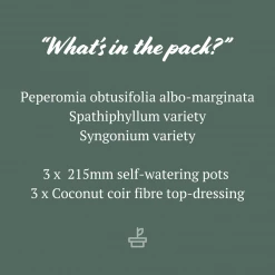 Indoor Garden Mr Kitly 3 Plants & 3 Pots - 215mm