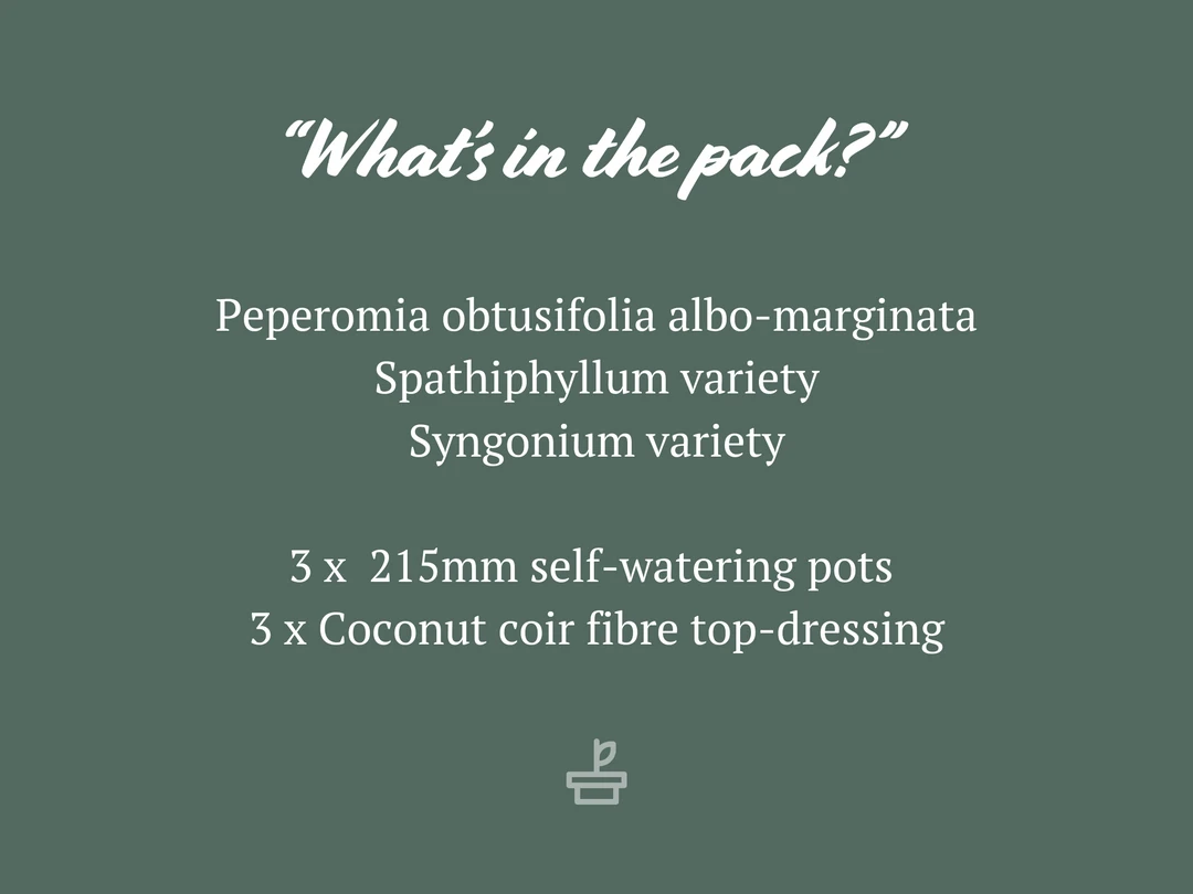 Indoor Garden Mr Kitly 3 Plants & 3 Pots - 215mm 4 Indoor Garden Mr Kitly 3 Plants & 3 Pots - 215mm