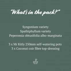 Indoor Garden Plant Packs Mr Kitly 3 Plants & 3 Pots - 250mm