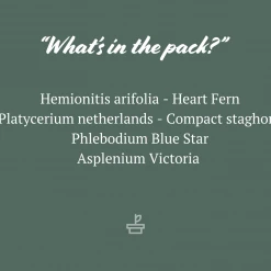 Indoor Garden Fern Mixed Pack