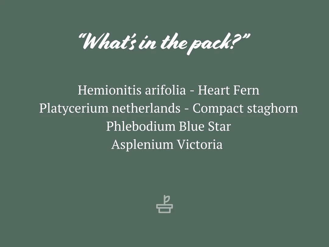 Indoor Garden Fern Mixed Pack 4 Indoor Garden Fern Mixed Pack