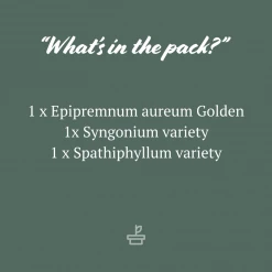 Indoor Garden The Plant Killers Pack - 85mm Plant Packs