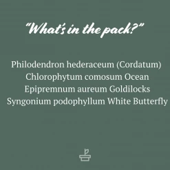 Indoor Garden Easy Care Plants The Water Propagation Box 17 Indoor Garden Easy Care Plants The Water Propagation Box