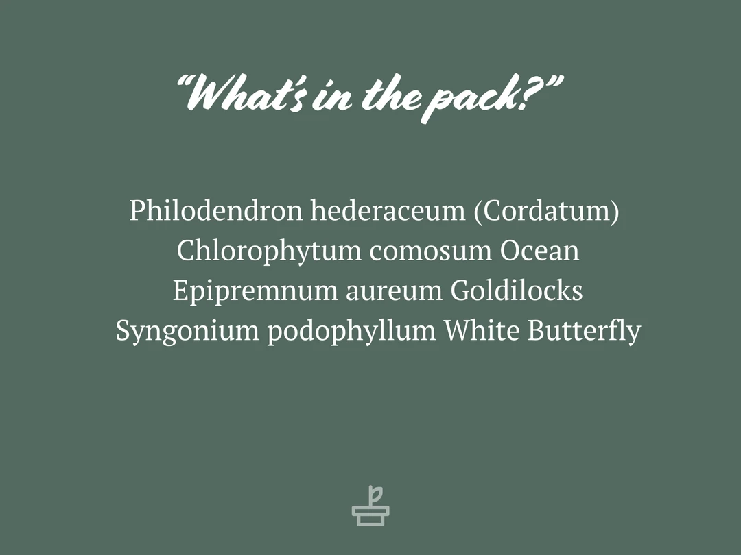 Indoor Garden Easy Care Plants The Water Propagation Box 8 Indoor Garden Easy Care Plants The Water Propagation Box