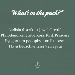 Indoor Garden The Houseplant ???? Wishlist Box Air Purifying