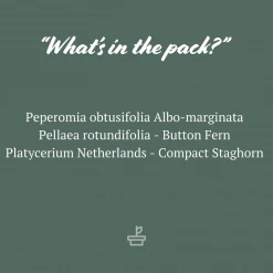 Indoor Garden Pet-Friendly✨ Indoor Plant Pack - 85mm Pet-friendly Indoor Plants 12 Indoor Garden Pet-Friendly???? Indoor Plant Pack - 85mm Pet-friendly Indoor Plants