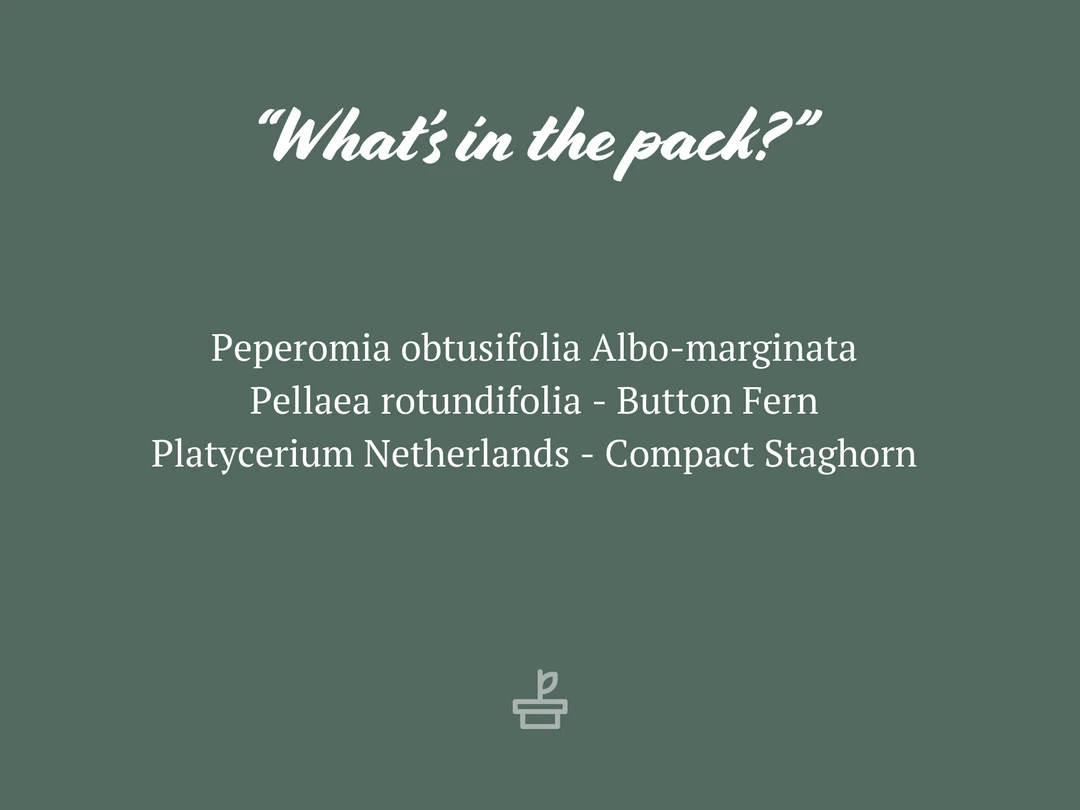 Indoor Garden Pet-Friendly✨ Indoor Plant Pack - 85mm Pet-friendly Indoor Plants 6 Indoor Garden Pet-Friendly???? Indoor Plant Pack - 85mm Pet-friendly Indoor Plants