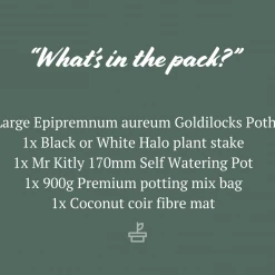 Pot + Plant Gift Box The Housewarming Gift Box