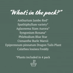 Indoor Garden Easy Care Plants Dark Matters Low Light Indoor Plant Pack